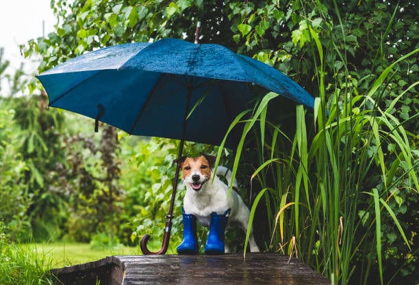 Spring Forward: Preparing Your Pet-Care Business for Q2