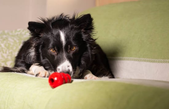 dog playing with kong for enrichment before a grooming session