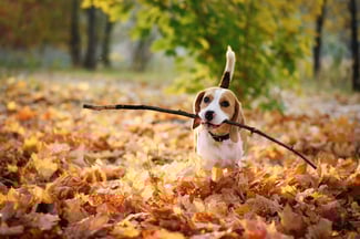 Top 5 Dog Breeds That Love Fall (And Why!)