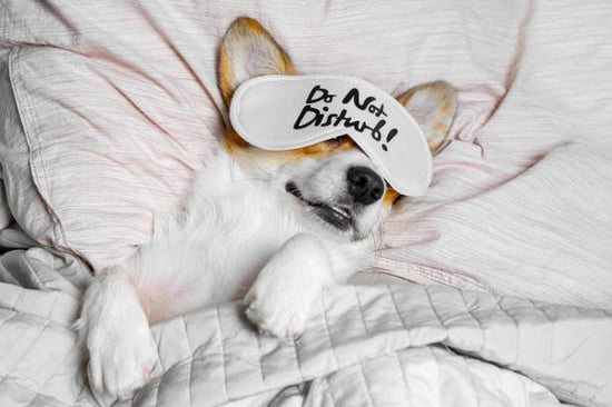 A dog lays on a bed wearing a sleeping mask