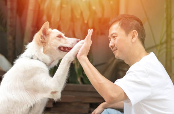 Networking with Pet Professionals to Expand Your Reach