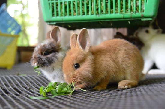 two baby rabbits nibbling on greens