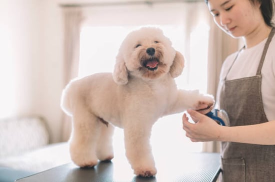 pup getting a fluffy cut and nail trim at gromer