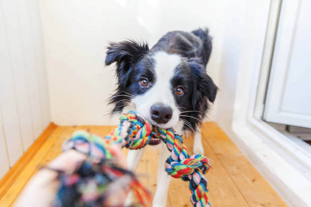 Treats vs. Toys: Balancing Rewards and Nutrition for Your Pet