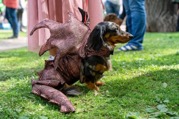 Hosting a Spook-tacular Pet Costume Contest at Your Pet-Care Business