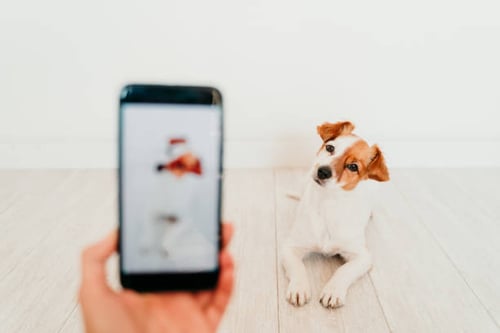 Pet-Care Business Social Media Marketing: A Crash Course