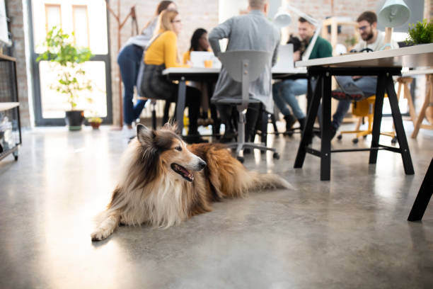 Creating a Two-Way Communication Channel in Your Pet-Care Business