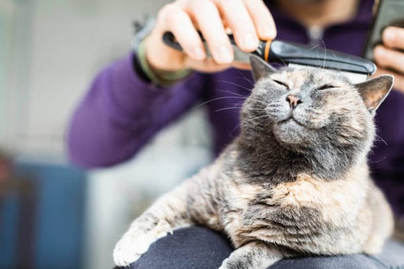 A person brushes a cat