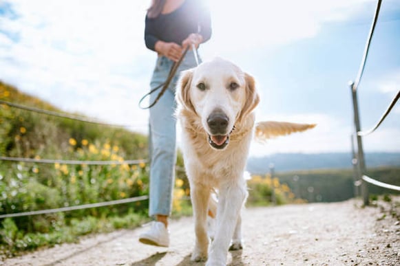 A person walks a dog outside