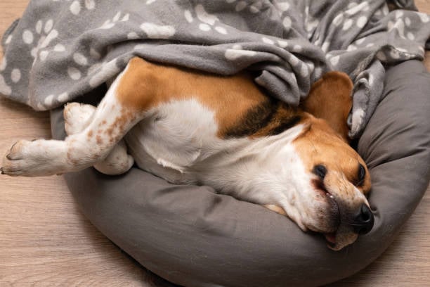 Keeping Pets Safe on New Year's Eve: Insights for Pet Boarding Businesses