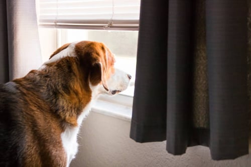 Training Techniques: Dealing with Separation Anxiety in Dogs