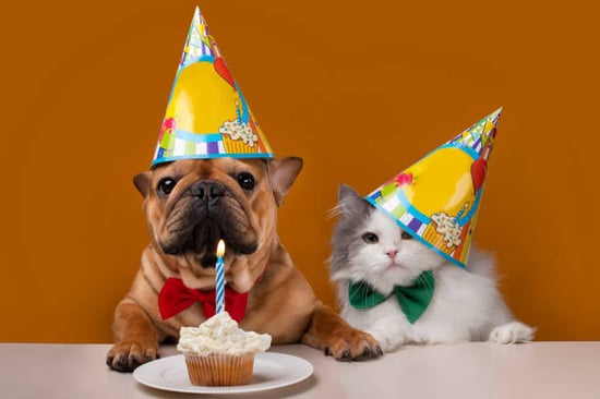 A dog and cat wear birthday hats