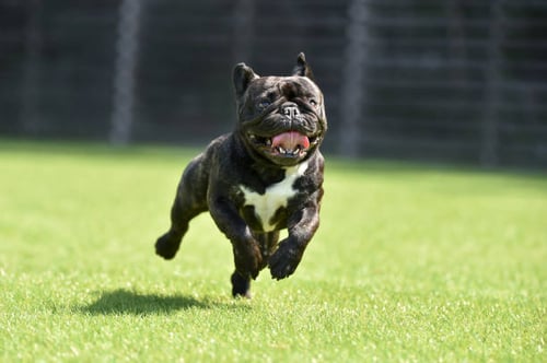 8 Must-Have Ideas for Your Kennel’s Dog Run