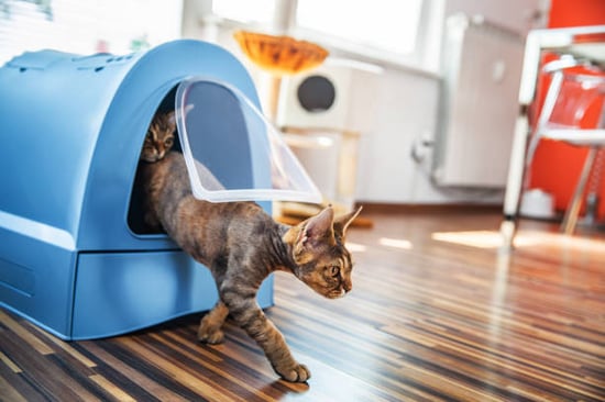 cat coming out of a litter box in a well-designed boarding for cats facility
