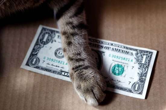 A cat puts a paw over a dollar bill