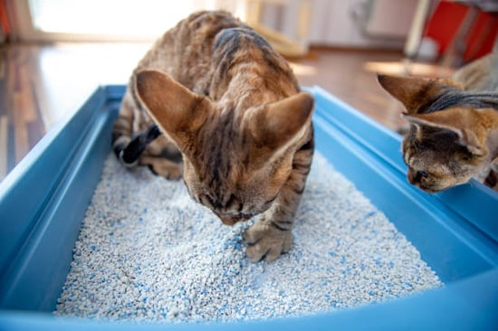 cats using a clean litter box