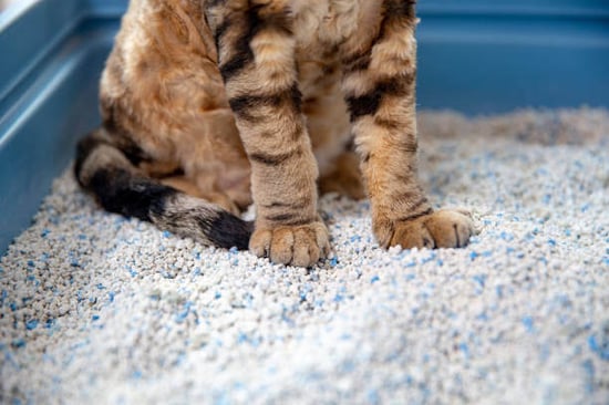 A cat sits in a litter box
