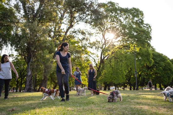 multiple people walking dogs at a park