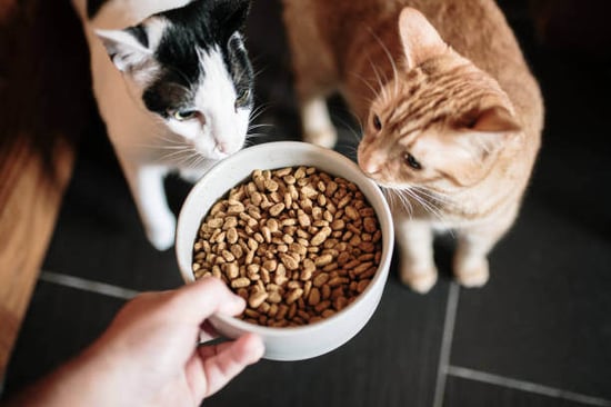 A person feeds two cats
