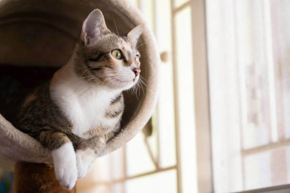 A cat sitting in a tower