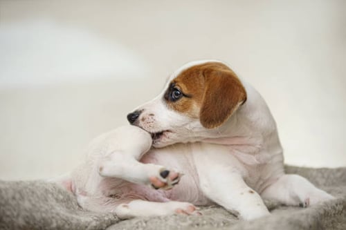 Navigating Dietary Restrictions and Allergies in Dog Daycares