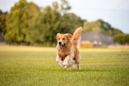 A dog runs through a grass field
