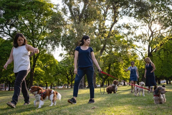 people outside learning the ropes of dog watching at pet-care business