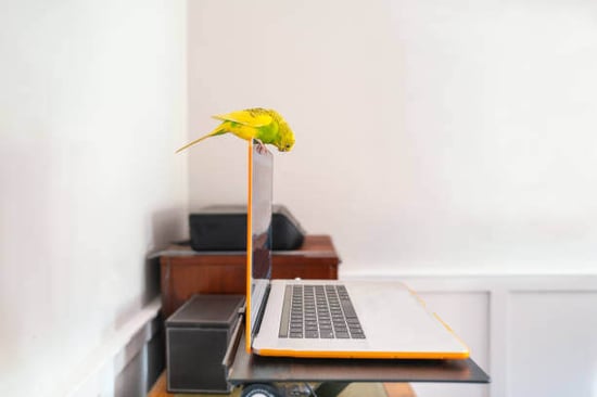 A bird looks down at a laptop