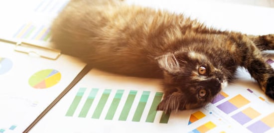 kitten lying on printed pet business reports