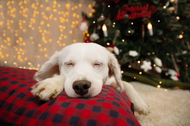 10 Tips to Prepare Your Kennel for the Holiday Boarding Rush