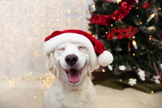 Seasonal Marketing Ideas for Pet-Care Businesses: Engage Clients Year-Round