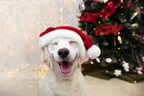 Deck the Halls: 10 Pet-Safe Holiday Decorating Tips for Your Facility