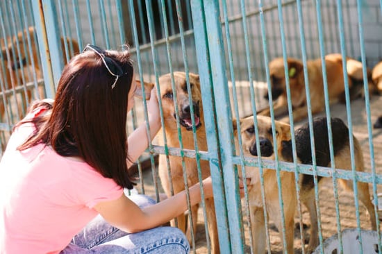 woman working with pups at her dog kennel business