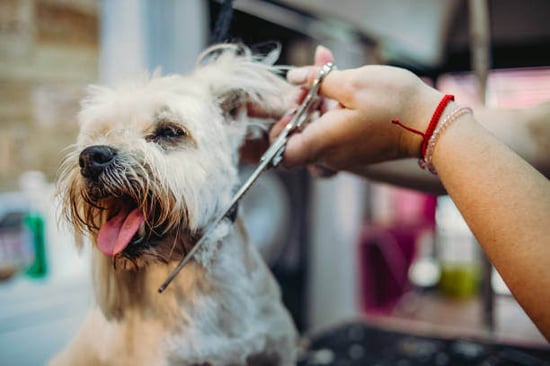 A dog gets groomed