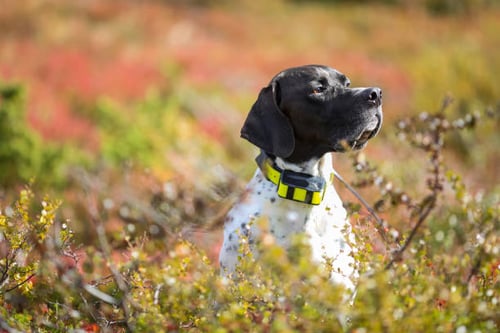 Year-End Review: Top Pet-Care Trends of the Year