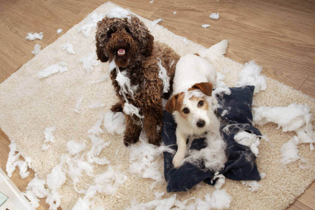 Addressing Separation Anxiety in Dogs