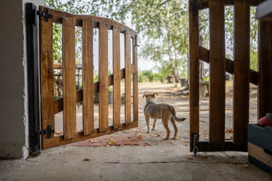 dog sneaking out of an open gate posing a safety risk