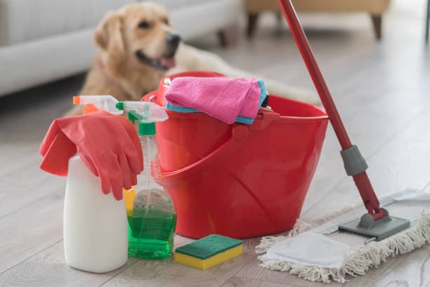 Spring into Success: Seasonal Promotions for Pet-Care Businesses