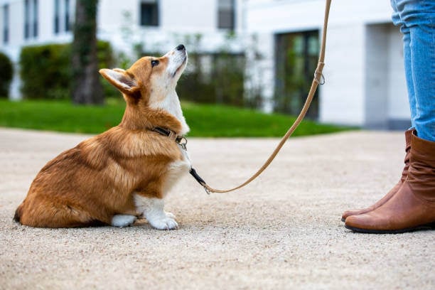 4 Fresh Strategies to Keep Your Pet Business Competitive