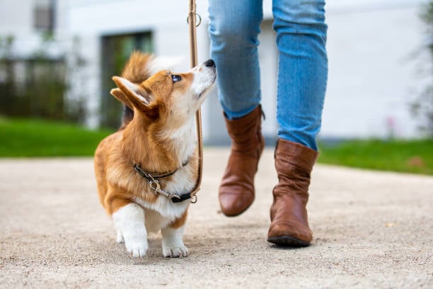 Mastering the Art of Handling Difficult Dogs in Pet Care