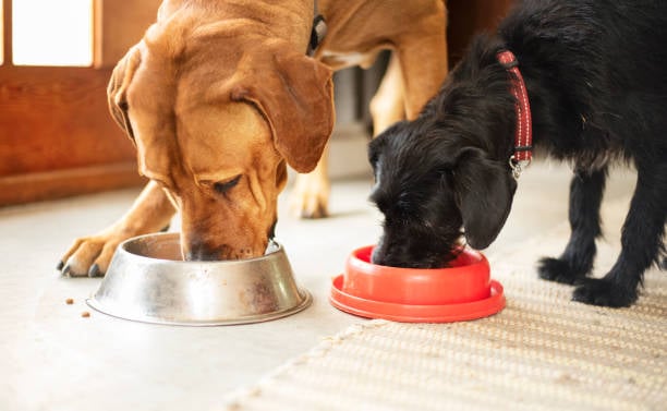 Debunking Common Dog Nutrition Myths