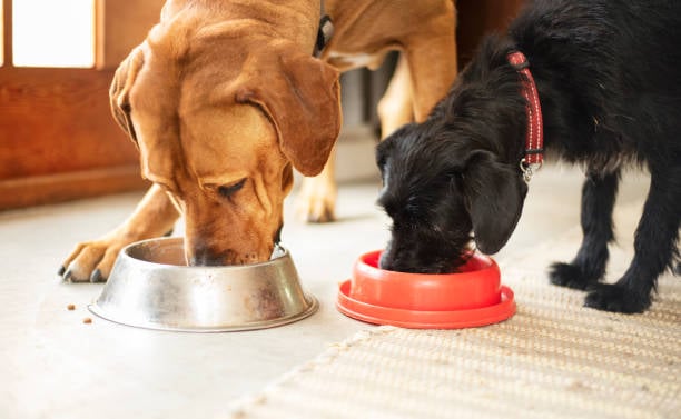 Debunking Common Dog Nutrition Myths