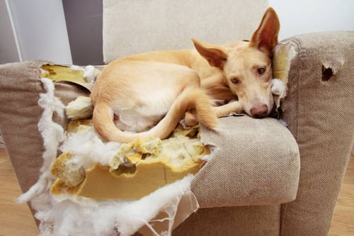 Dealing with Separation Anxiety in Dogs: A Guide for Pet-Care Businesses