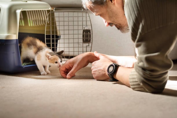 cattery owner greeting new kitten client for the first time