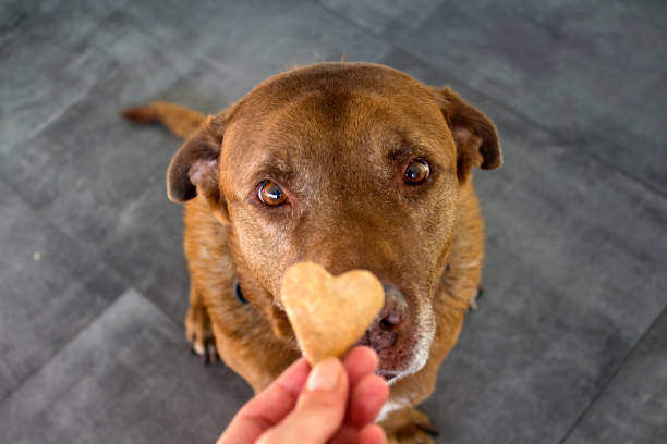 Treats vs. Toys: Balancing Rewards and Nutrition for Your Pet