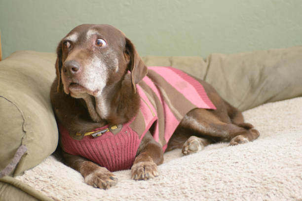 Addressing Separation Anxiety in Dogs