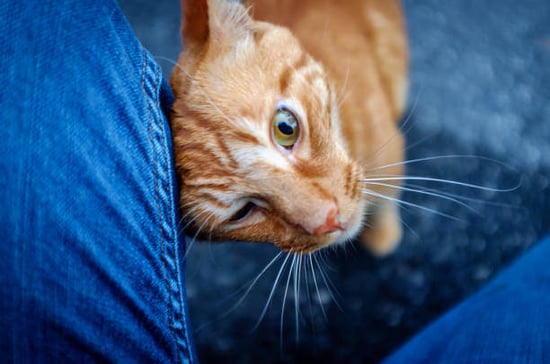 A cat head butts a person's leg