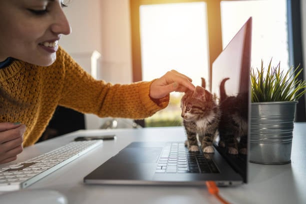 pet-care business owner with kitten standing on laptop computer