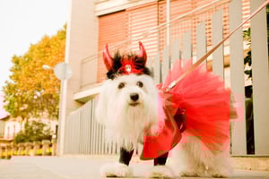 How to Organize a Halloween Pet Parade