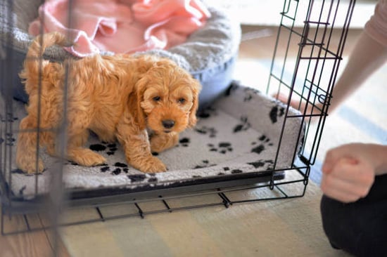 A puppy steps out of a crate